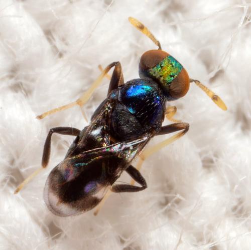 Habrolepis sp.
